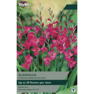 Gladiolus Communis Ssp Byzantinus - size 7+ 